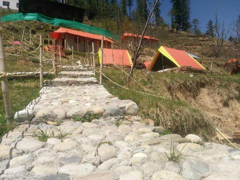 Camp Himalayan Yew, Nagrot Photo - 5