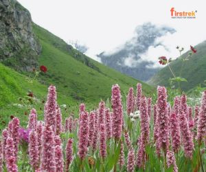 Valley of Flowers Trek, Uttarakhand