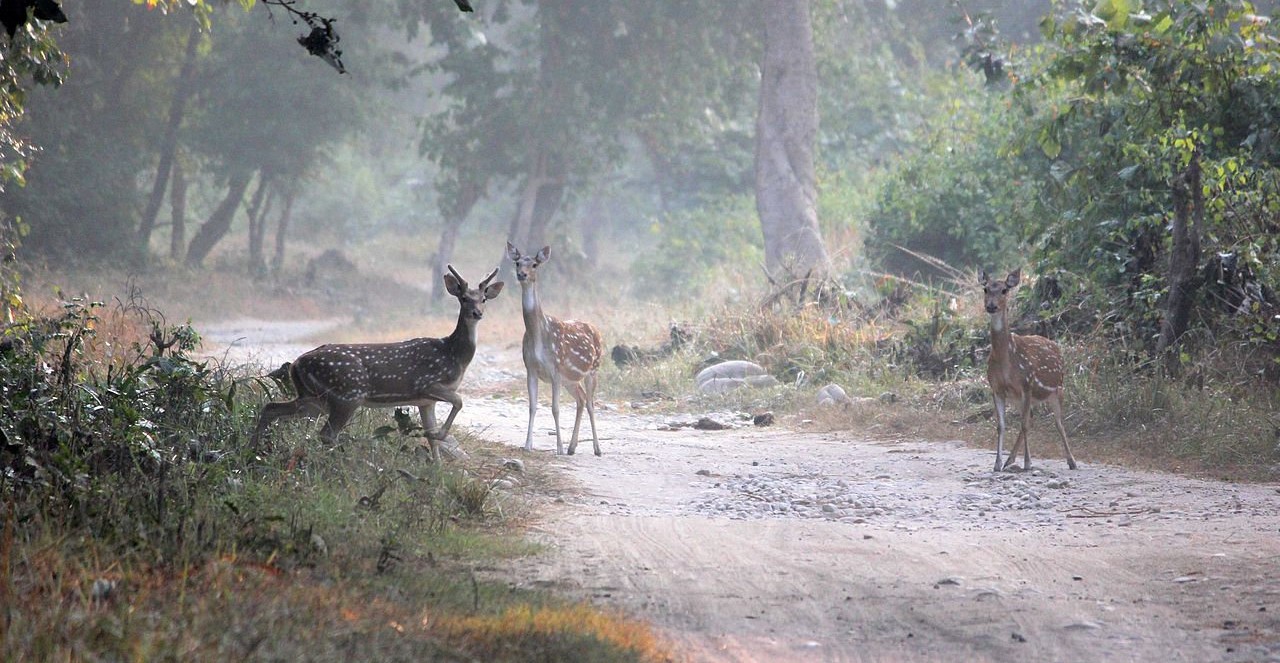 Rajaji Tiger Reserve, Rishikesh Photo - 0