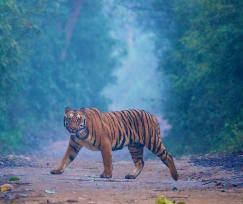 Jim Corbett National Park, Nainital