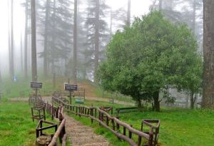 dhanaulti eco park visit during camping in dhanaulti