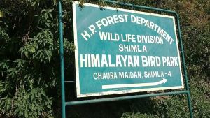 visit himalayan bird park during camping in shimla