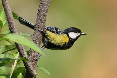 Kilbury Bird Sanctuary, Nainital